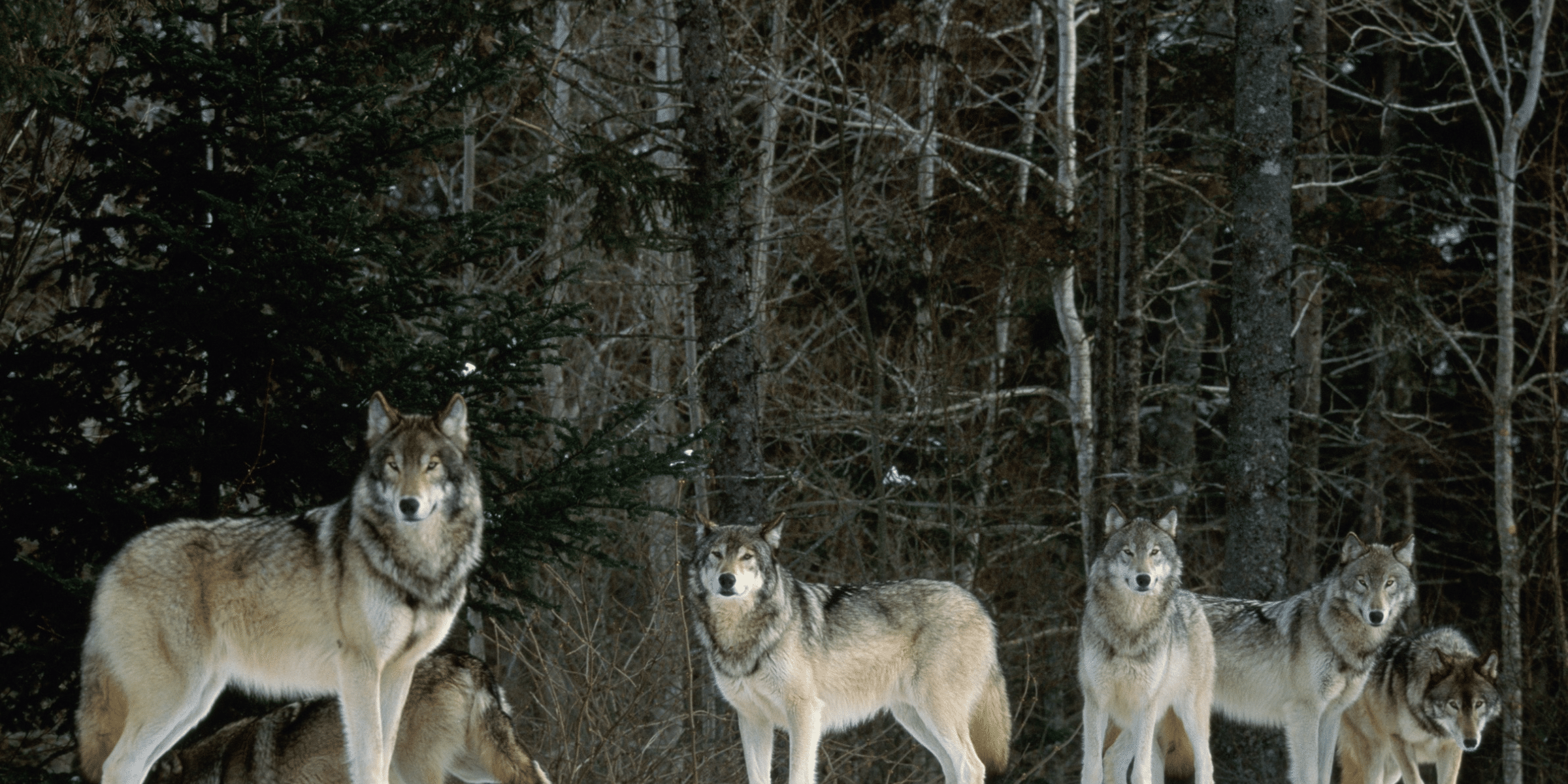 Discover the wandering wolves of Colorado